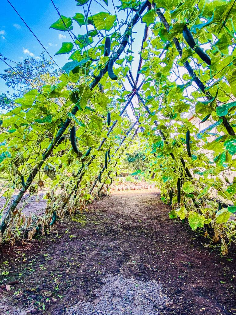 leaf canopy at wellness retreat for health professionals