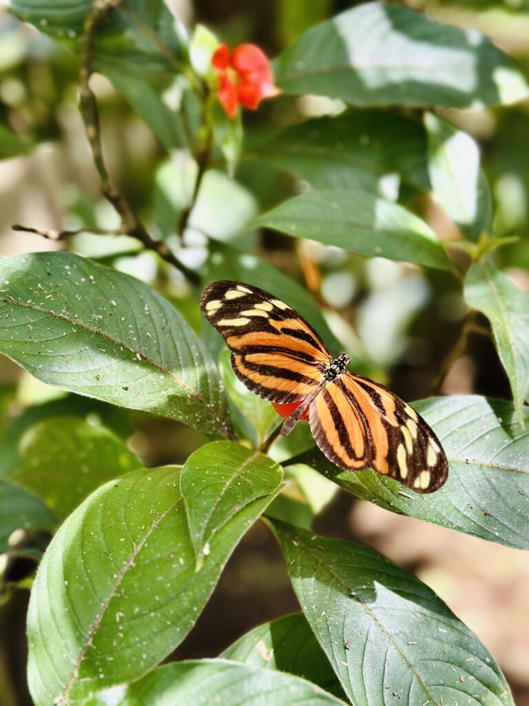 butterfly on leaf during wellness retreat